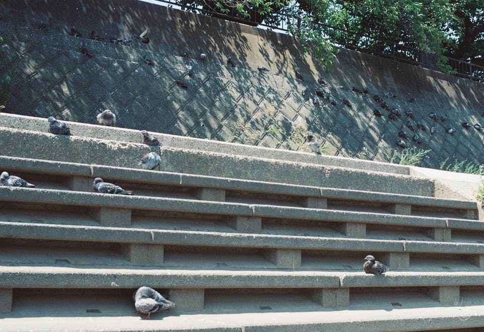 Pigeons Party