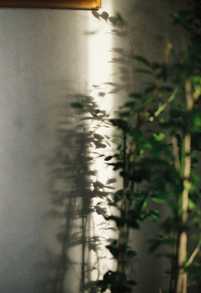Shadow of Plant
